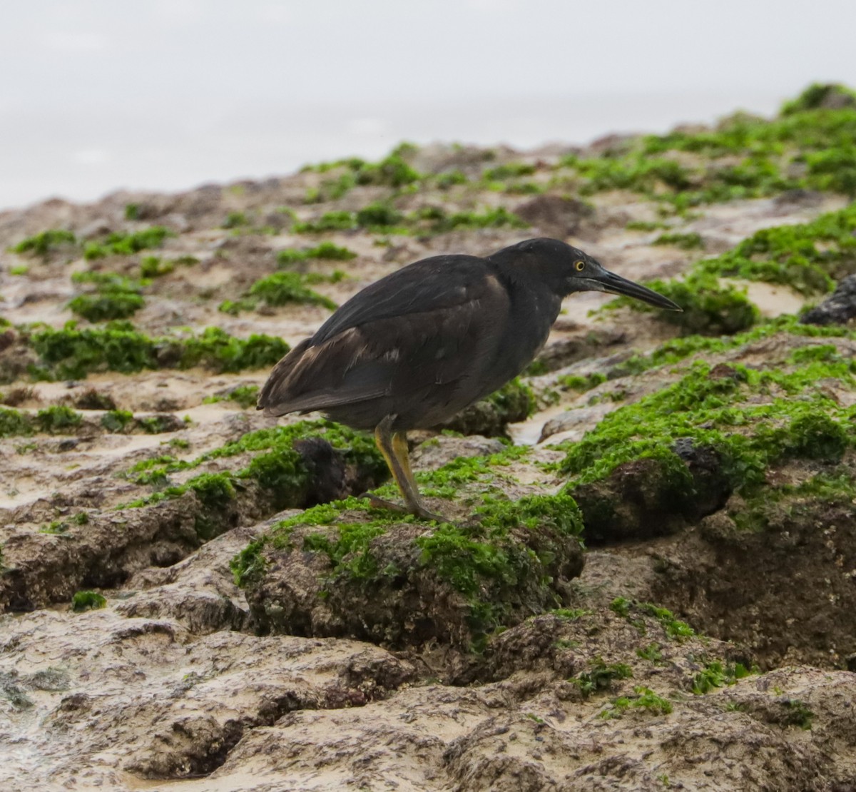 Striated Heron - ML350825901