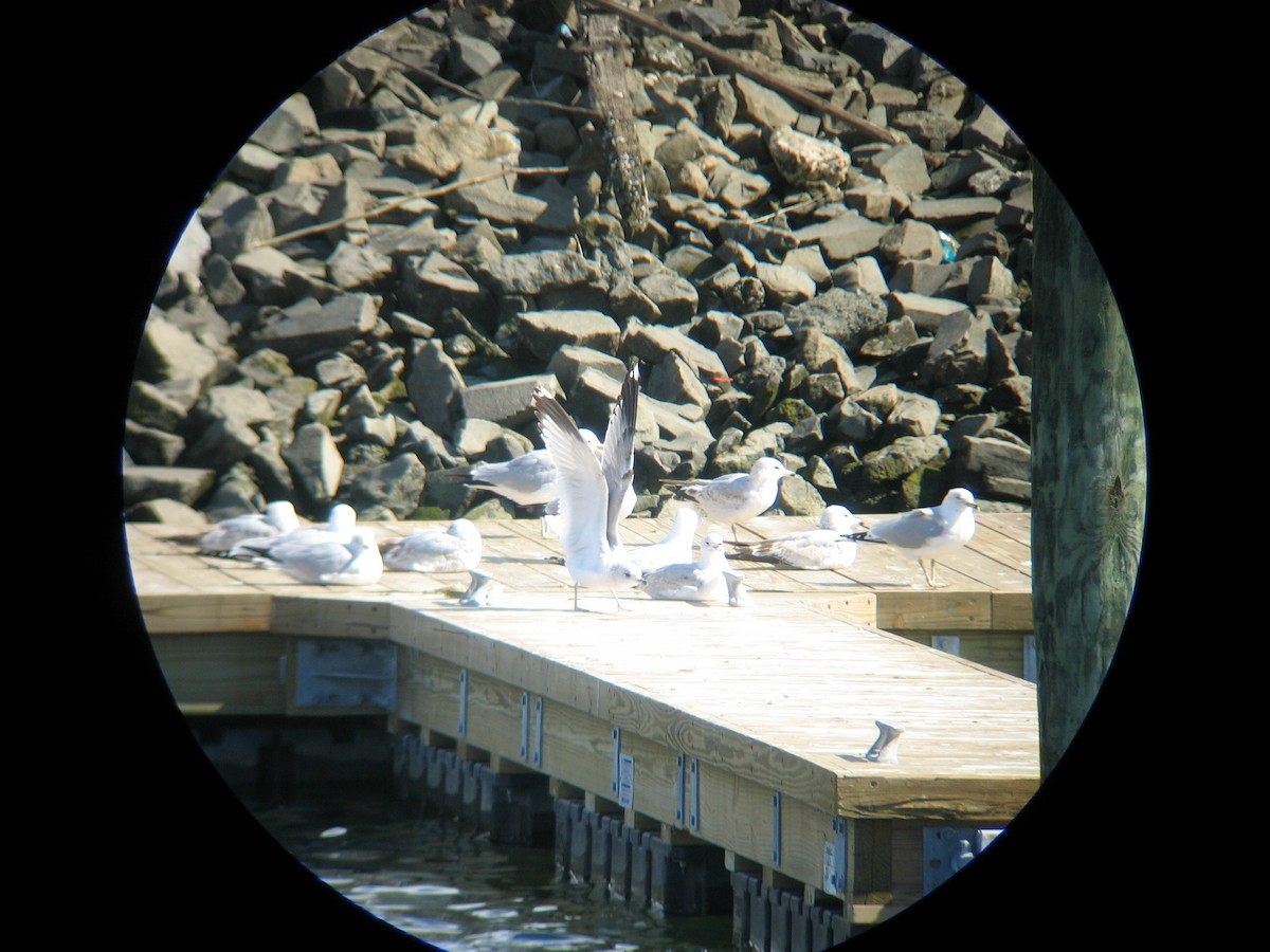 Common Gull (European) - ML350827651