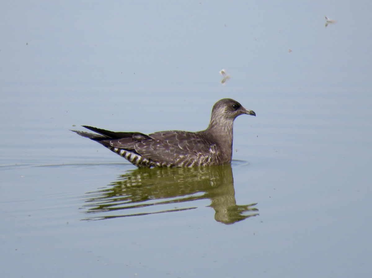 Long-tailed Jaeger - George Folsom