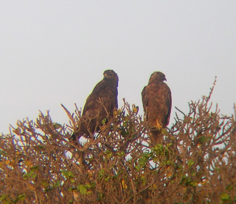 Rotschwanzbussard (socorroensis) - ML35082811