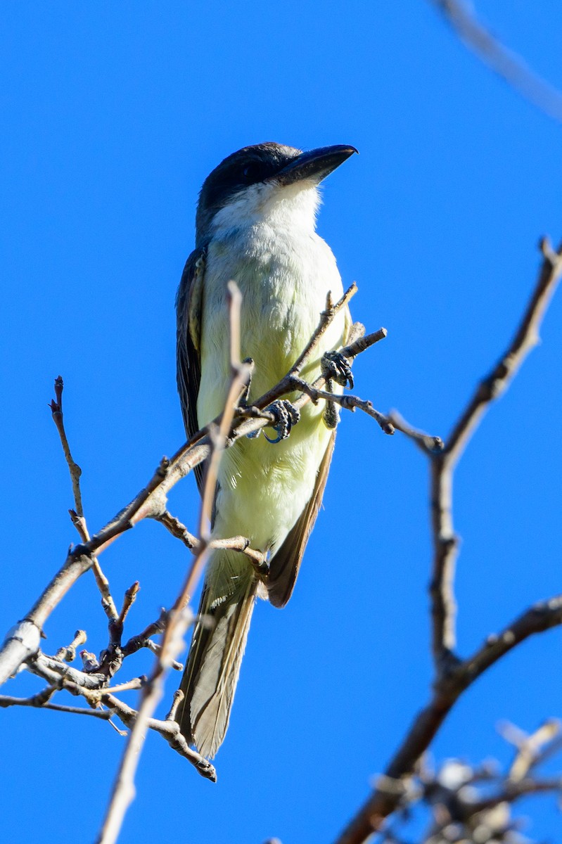 Thick-billed Kingbird - ML350828921