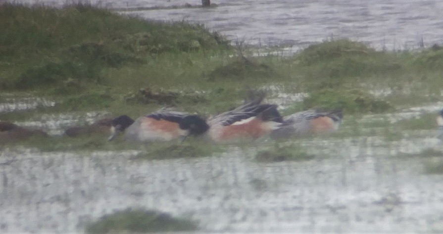 Chiloe Wigeon - ML350829001