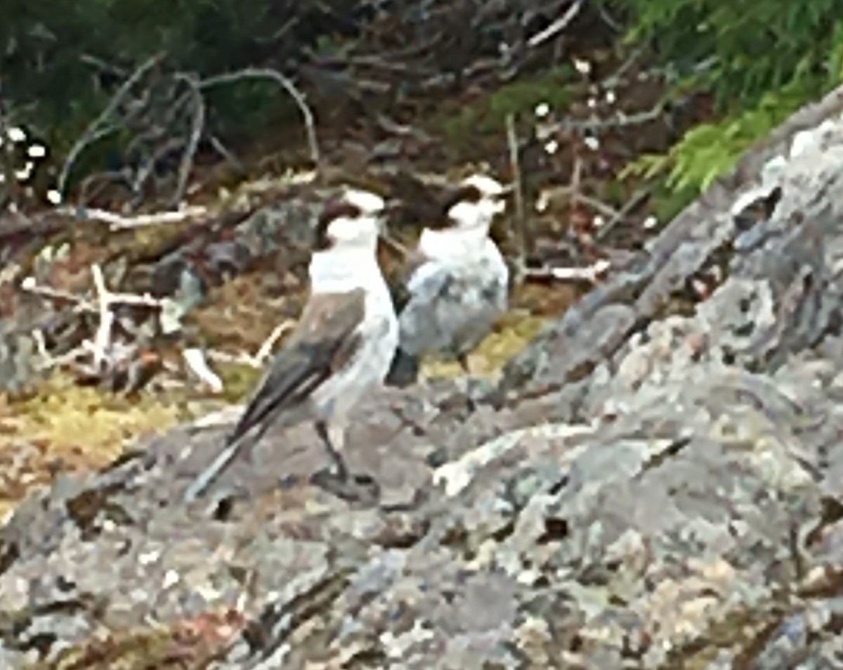 Canada Jay - ML350829201