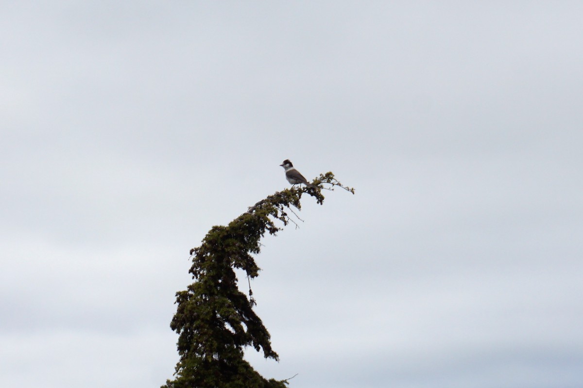 Canada Jay - ML350829331