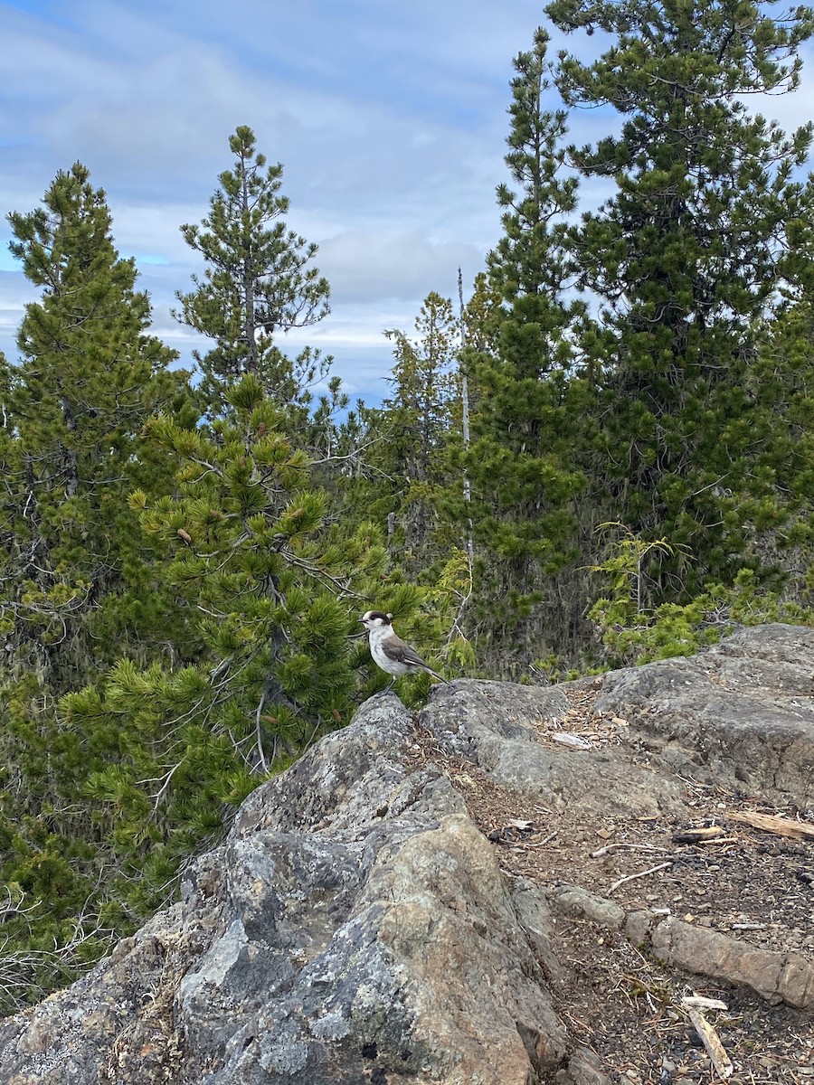 Canada Jay - ML350829571