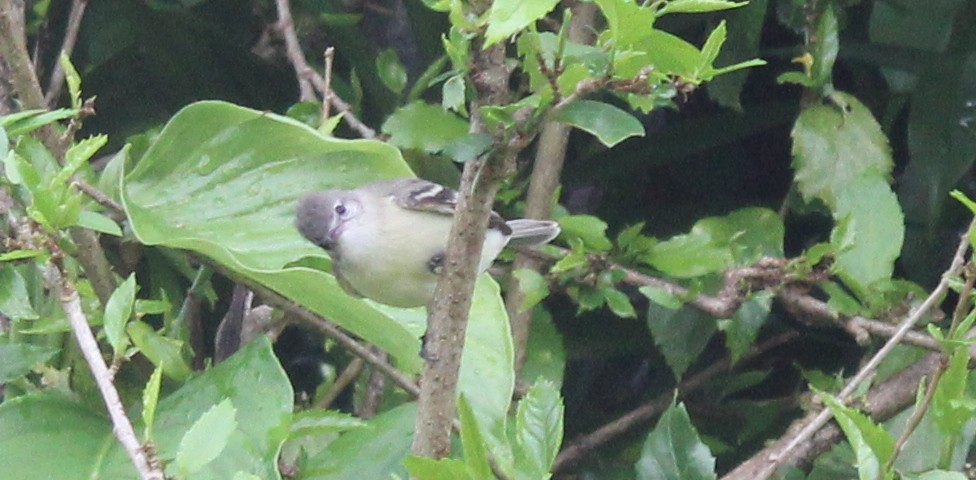 Southern Beardless-Tyrannulet - ML350829951