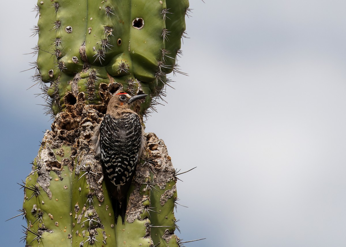 Gray-breasted Woodpecker - Hannah Willars 🦆