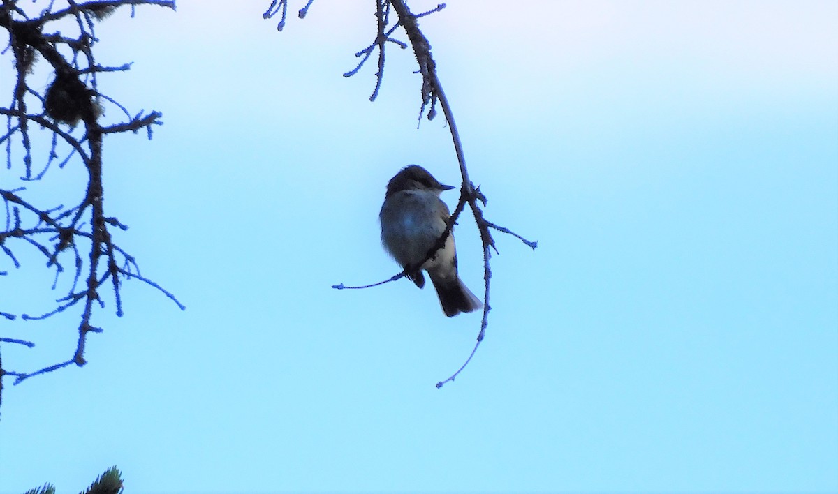 Western Wood-Pewee - ML350832851