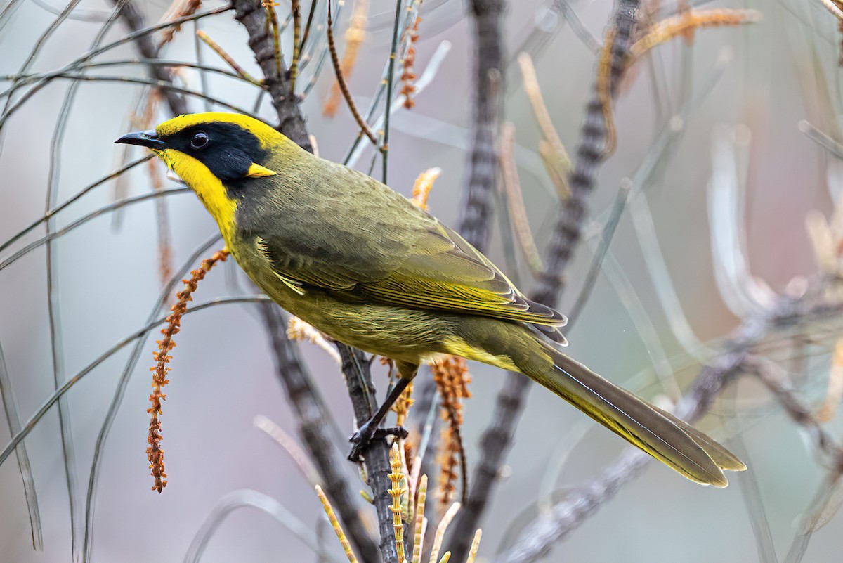 Yellow-tufted Honeyeater - ML350833831