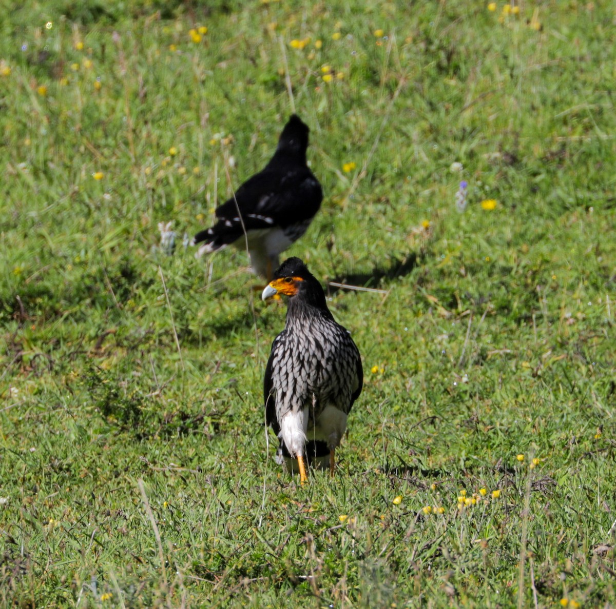 Caracara caronculé - ML350833961