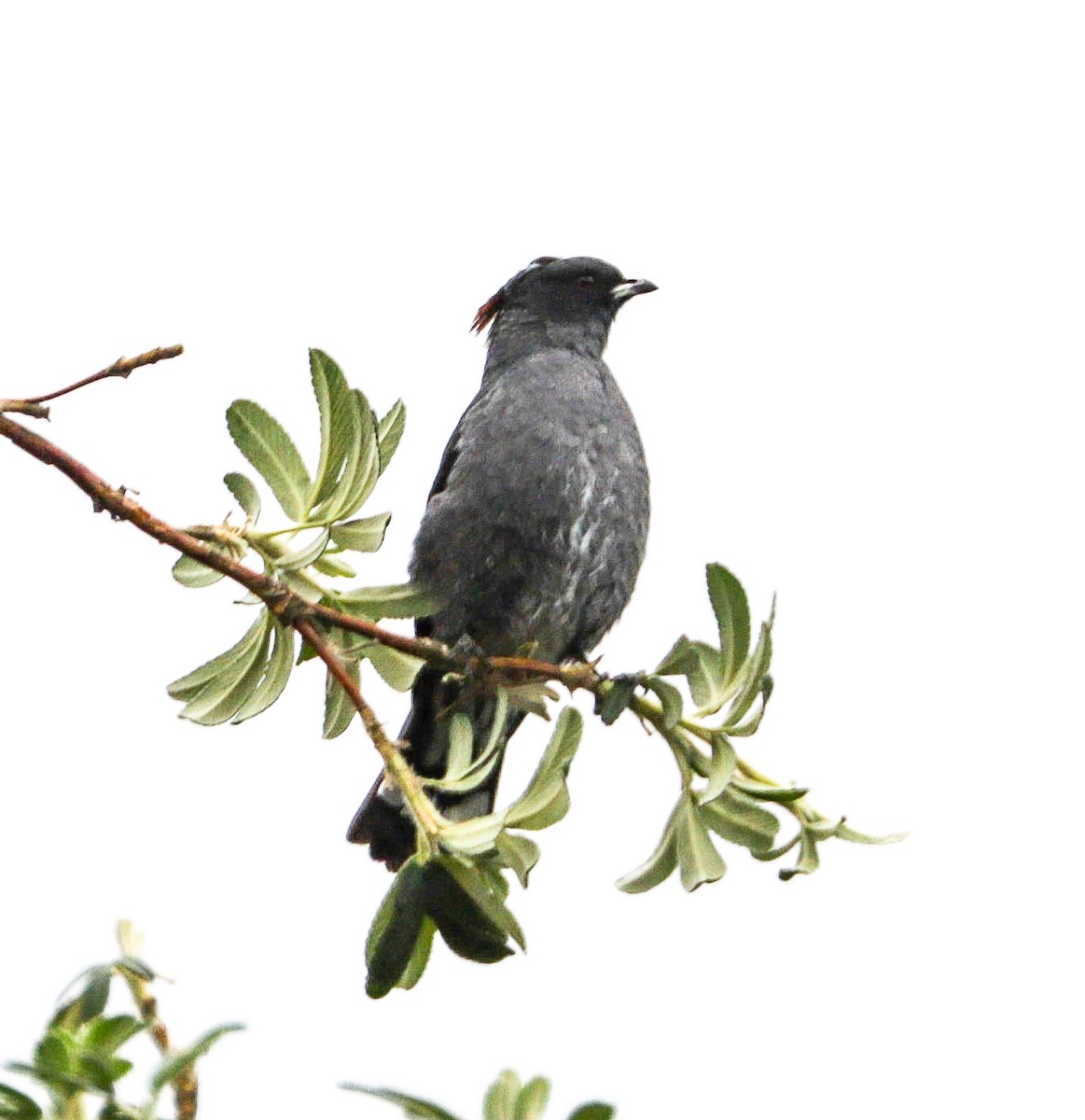 Red-crested Cotinga - ML350834041