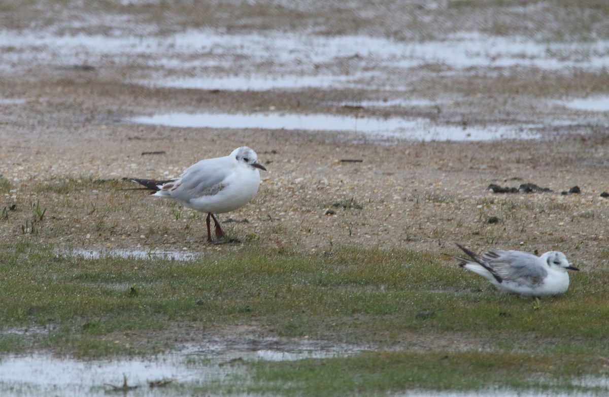 Gaviota Reidora - ML350834081