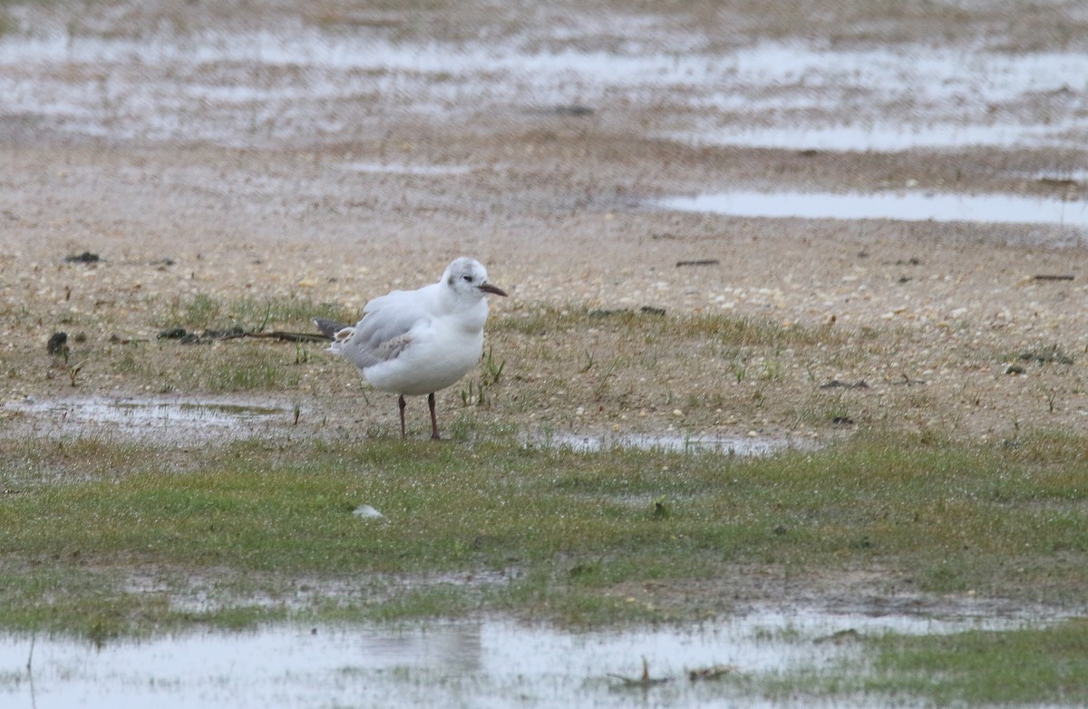 Gaviota Reidora - ML350834181