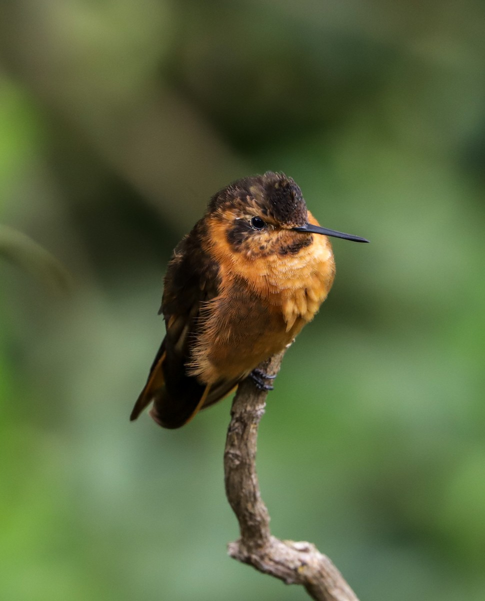 kolibřík duhovohřbetý - ML350834461