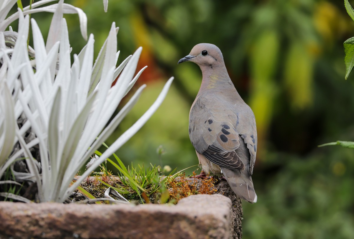 Eared Dove - ML350835031