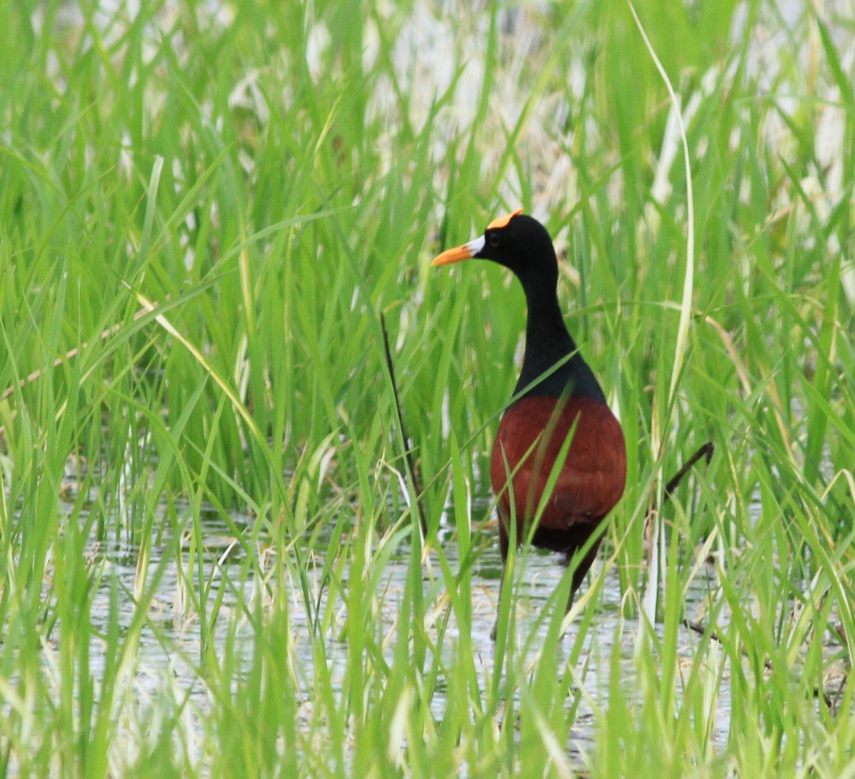 Northern Jacana - ML350837201