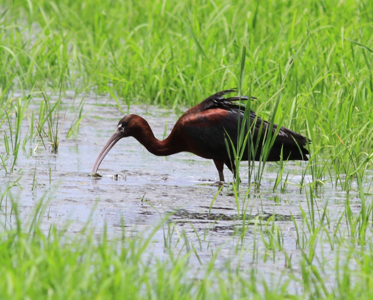 Glossy Ibis - ML350837391