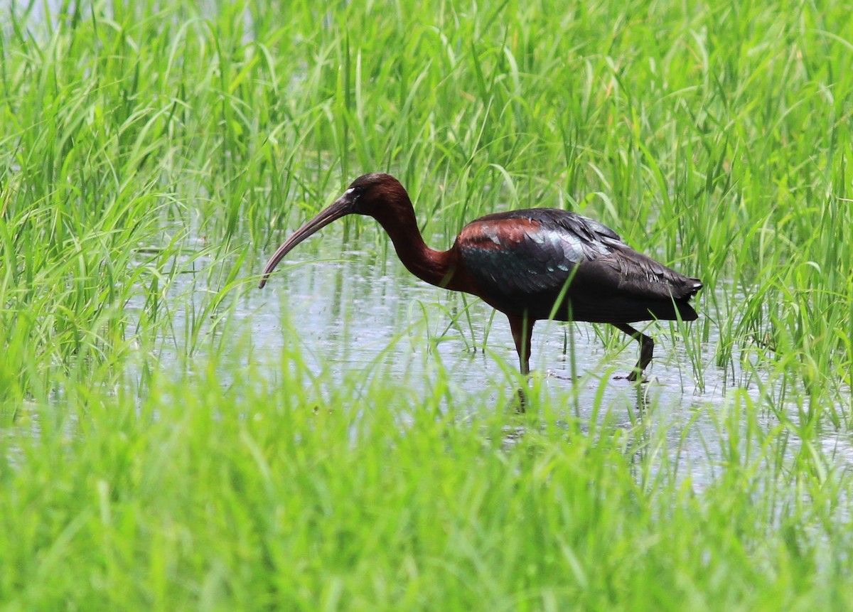 Glossy Ibis - ML350837401
