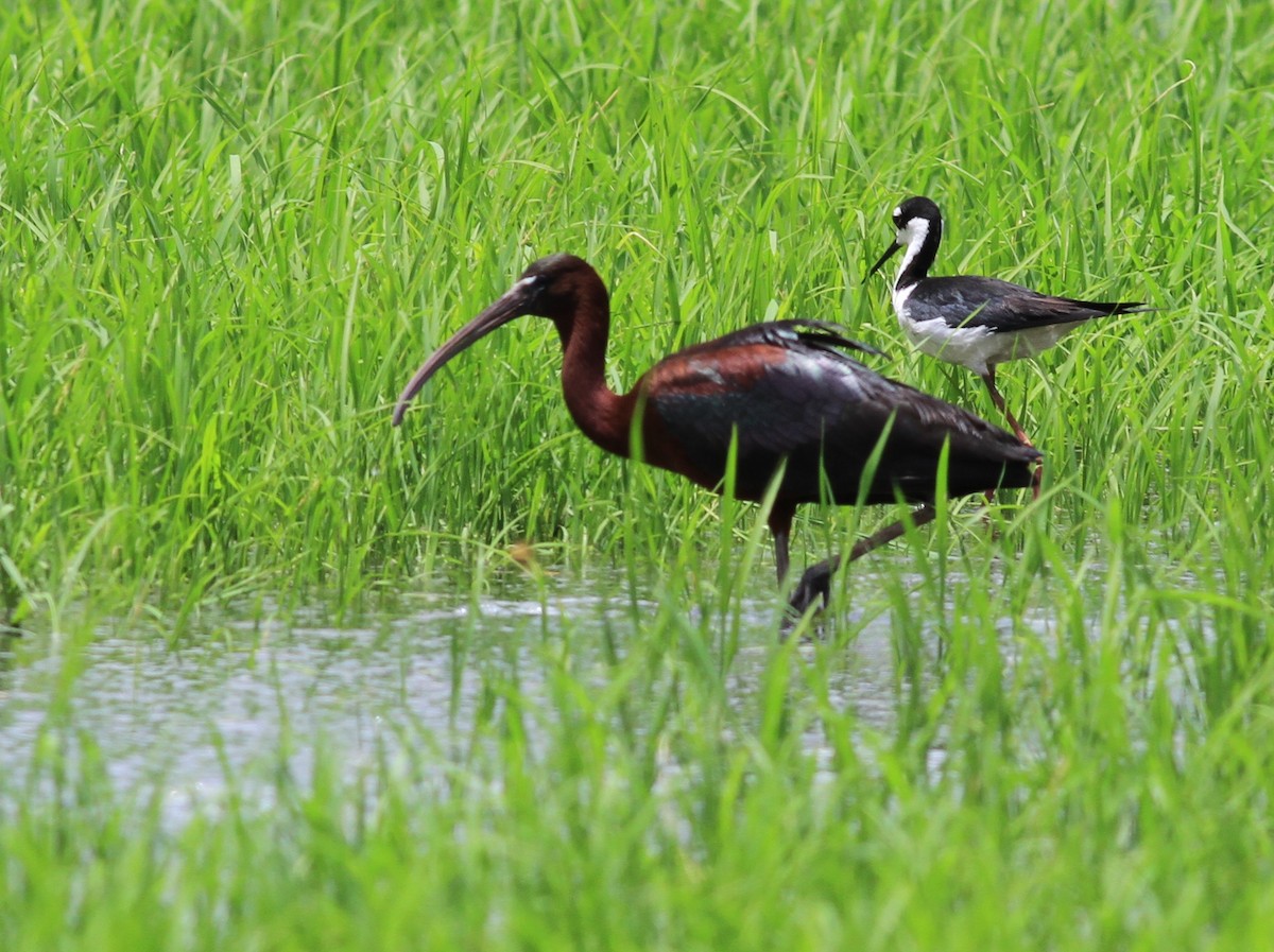 Glossy Ibis - Georges Duriaux