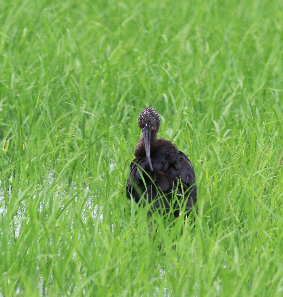 Glossy Ibis - Georges Duriaux