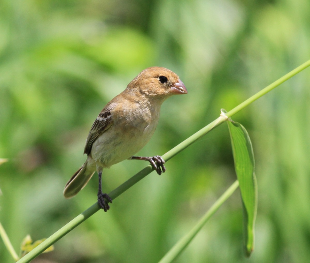 Ruddy-breasted Seedeater - ML350837551