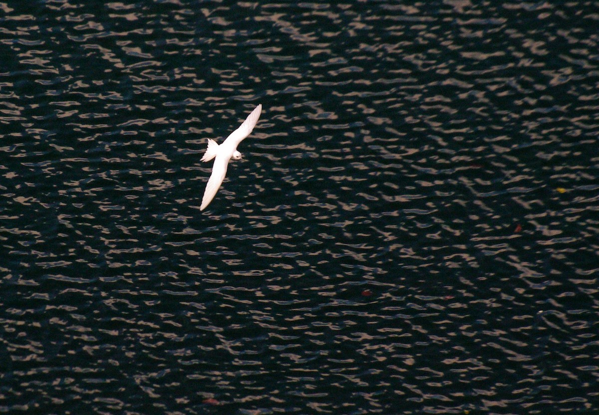 White Tern - Bertrand Bouchard