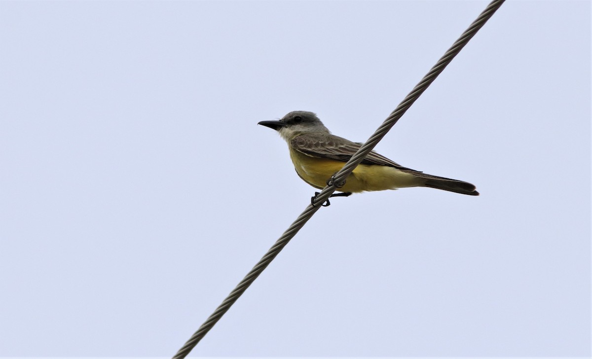 Tropical Kingbird - ML350837811