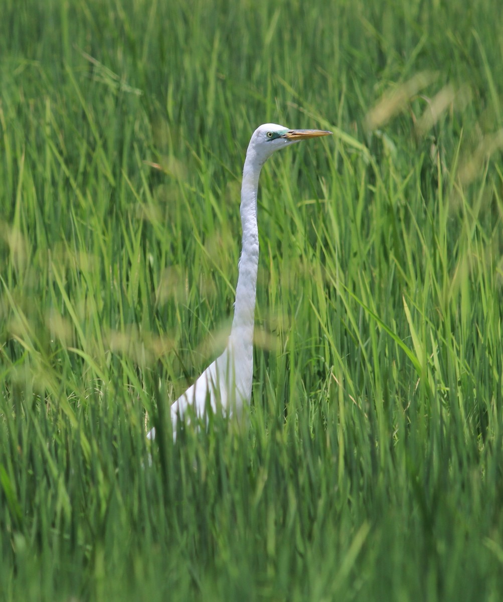 Great Egret - ML350837901