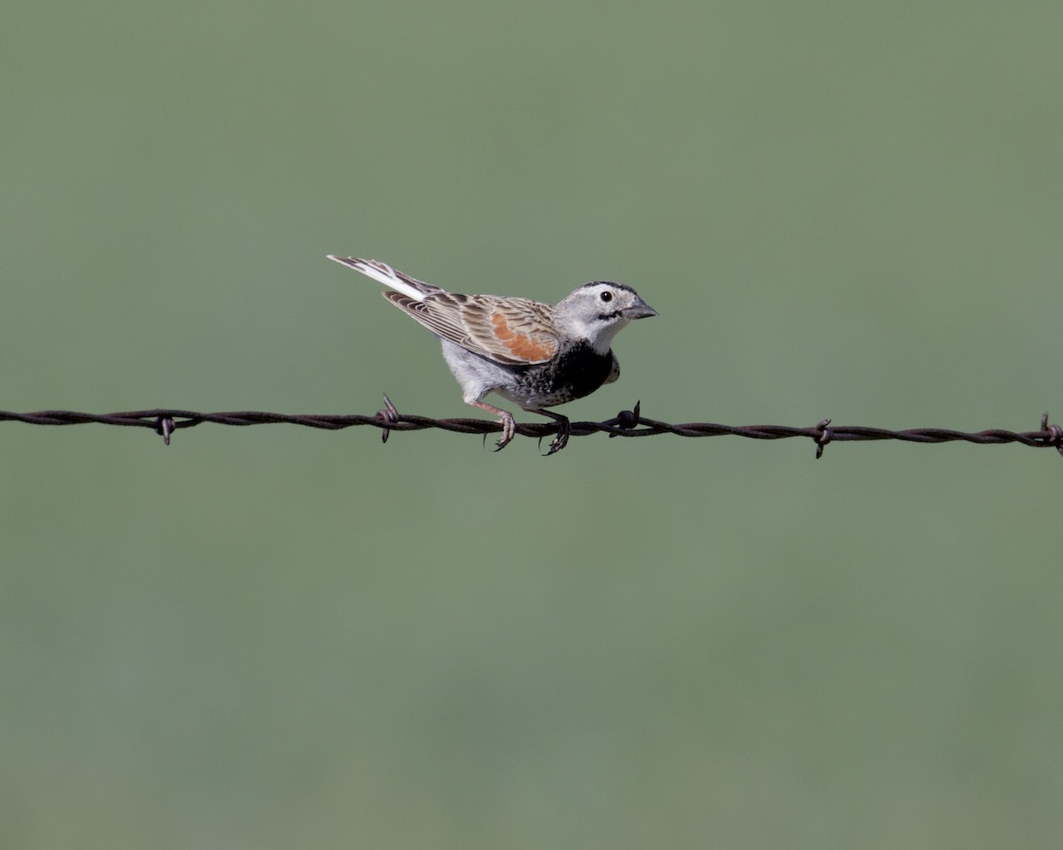 Thick-billed Longspur - ML350840341