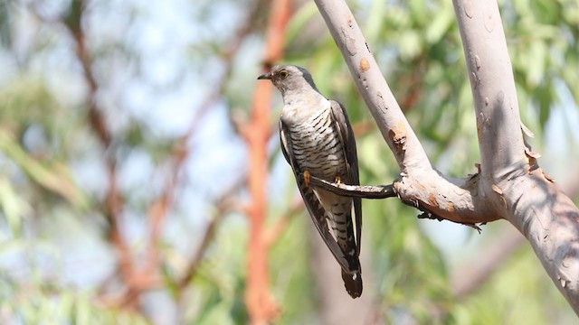 Oriental Cuckoo - ML350841001