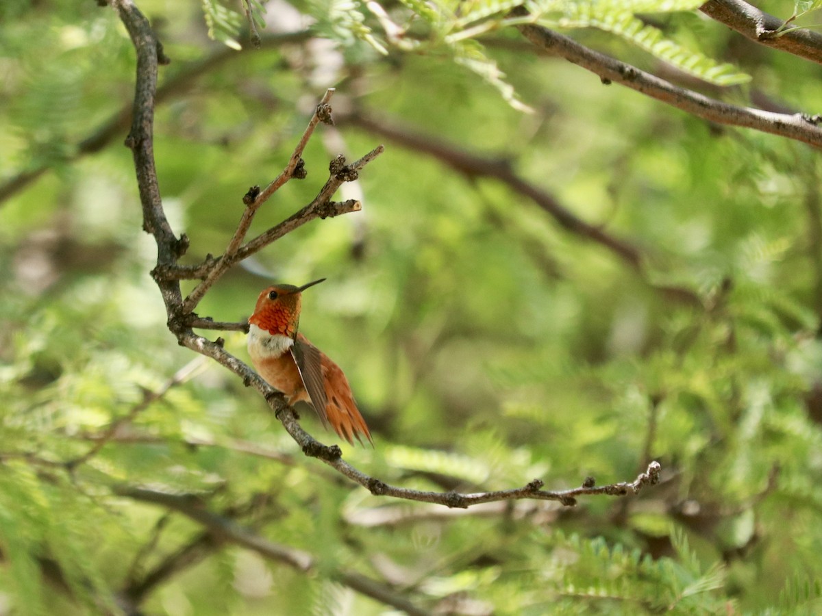 Rufous Hummingbird - ML350841111