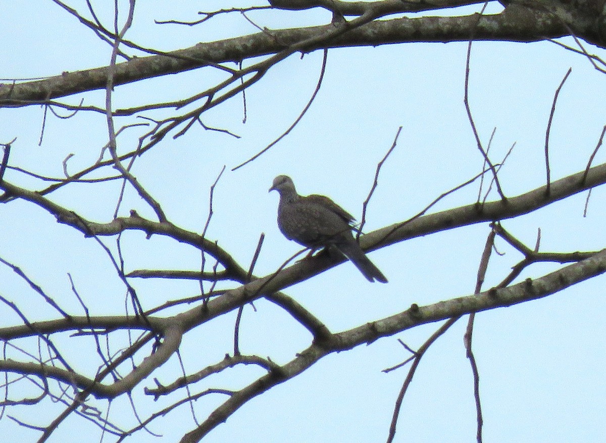 Spotted Dove - ML350841231