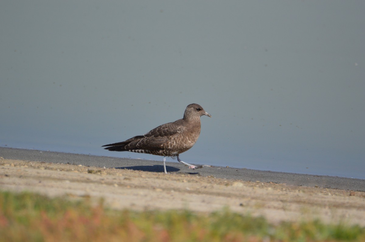 Long-tailed Jaeger - Larry Parmeter