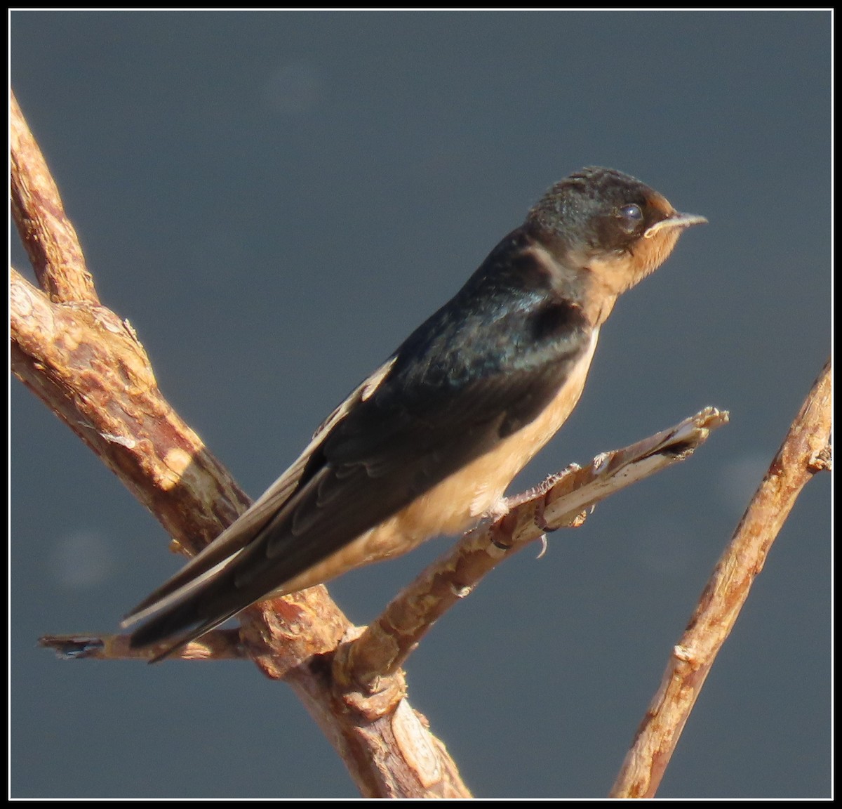 Barn Swallow - ML350842061