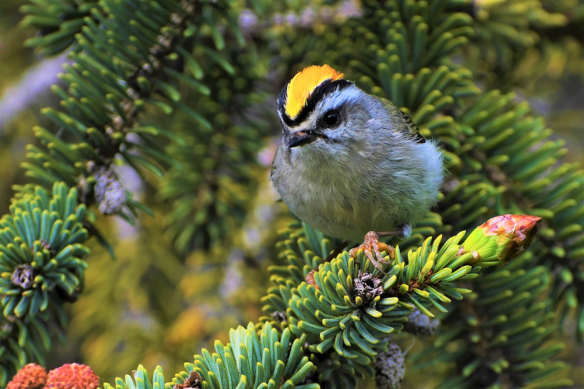 Golden-crowned Kinglet - Timothy Piranian