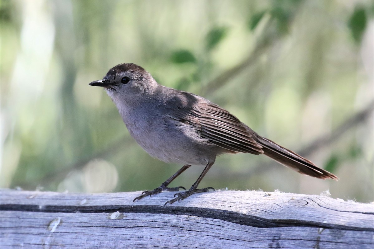 Gray Catbird - ML350844101