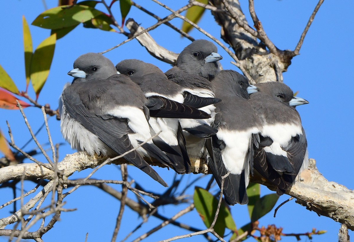 White-breasted Woodswallow - ML350844541