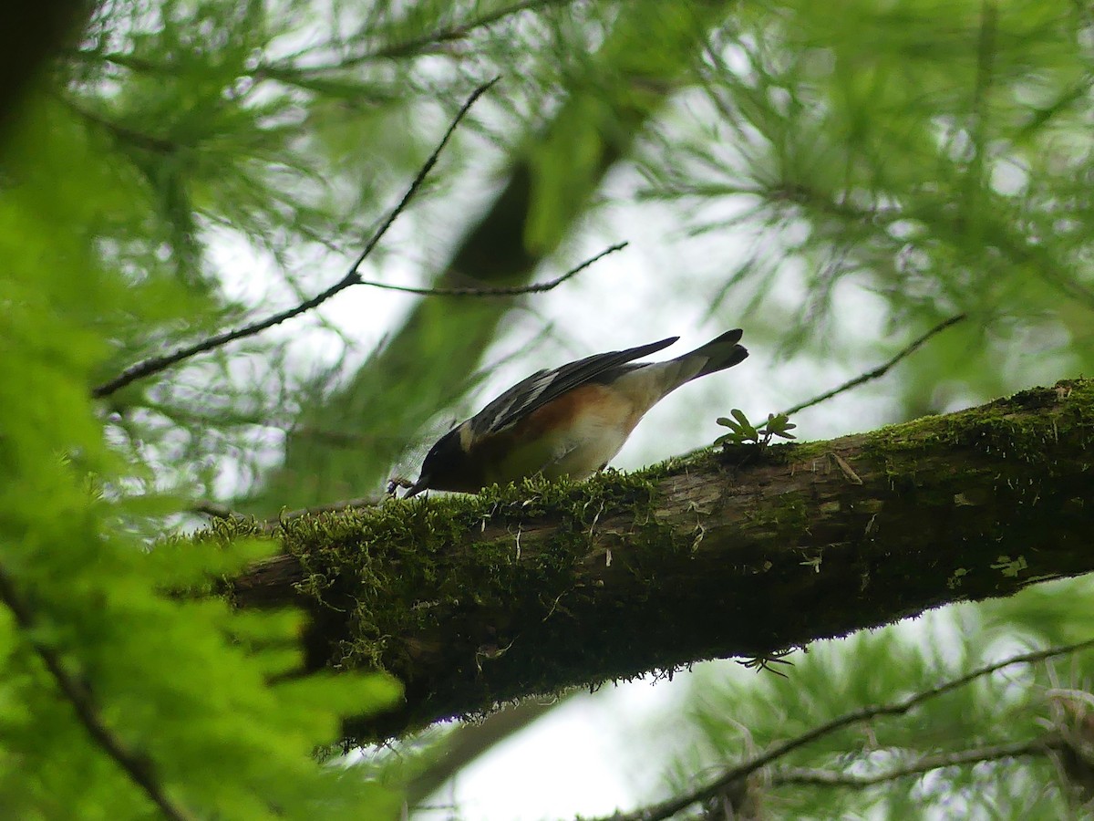 Bay-breasted Warbler - Eamon Corbett