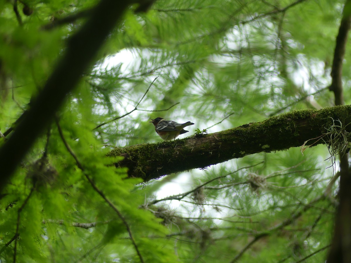 Bay-breasted Warbler - ML350845171