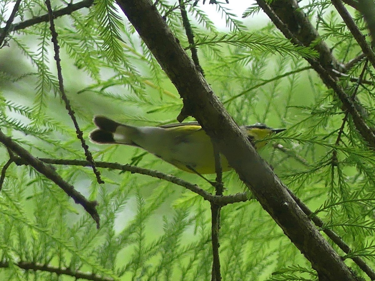 Magnolia Warbler - Eamon Corbett