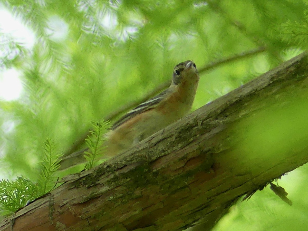 Bay-breasted Warbler - ML350845421