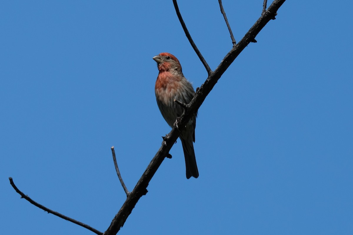 House Finch - ML350846531