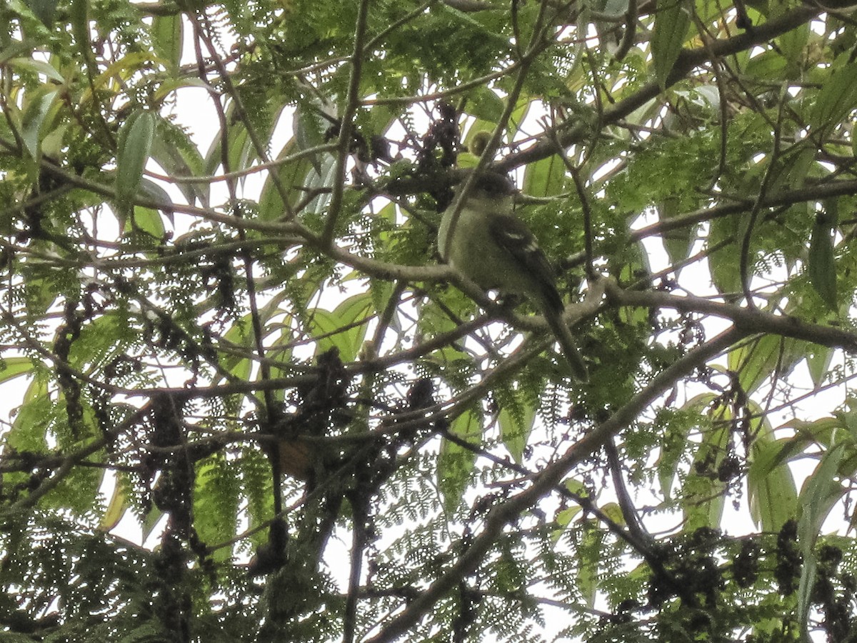 Greater Antillean Elaenia - ML350847071