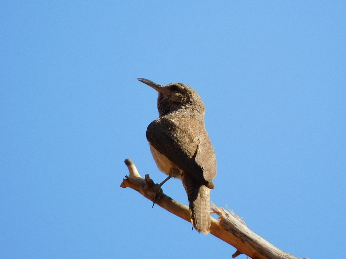 Rock Wren - ML350847461