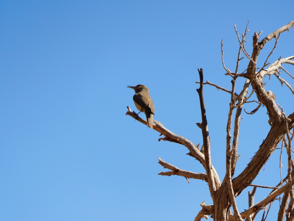 Rock Wren - ML350847471