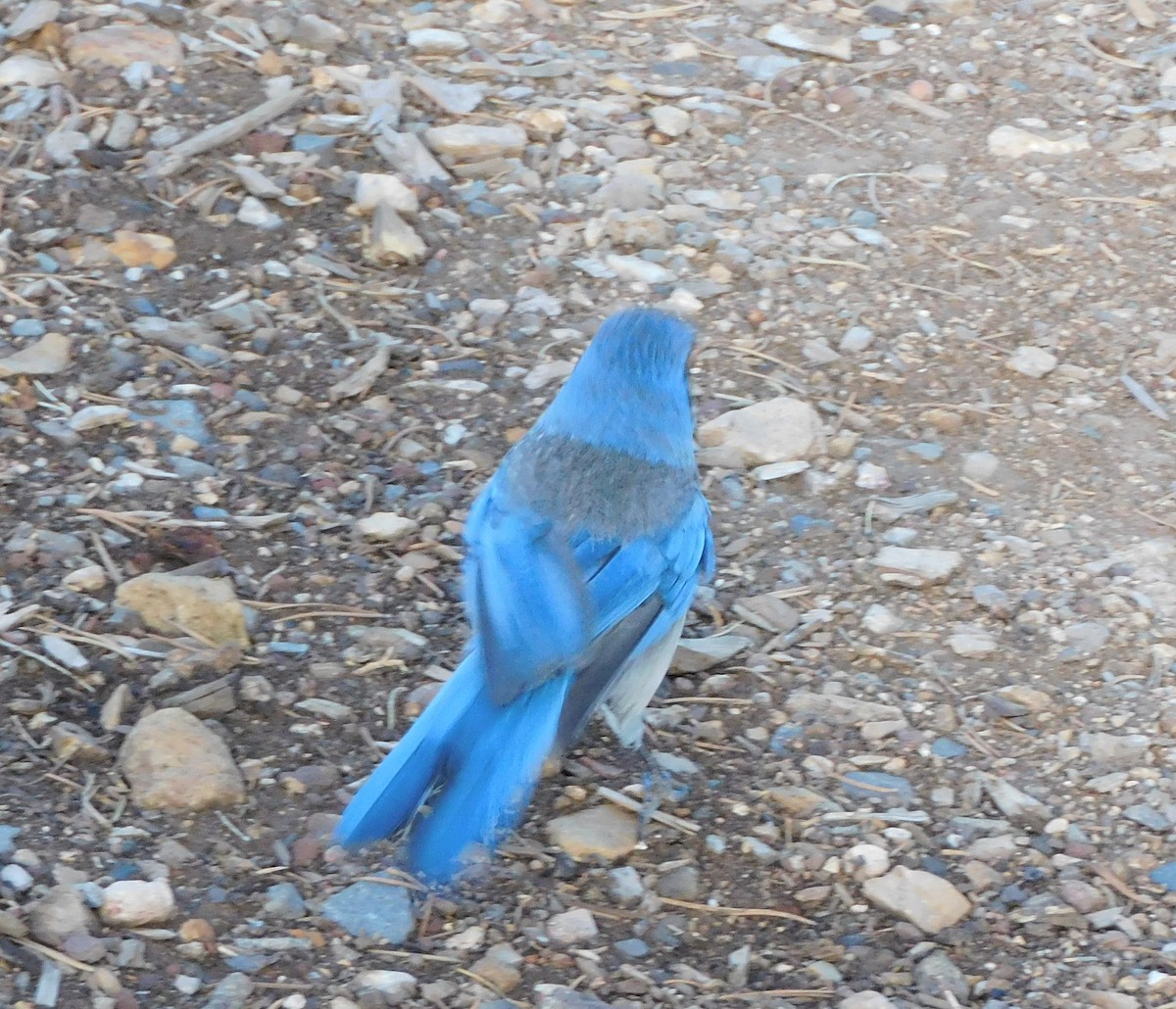 Woodhouse's Scrub-Jay - ML350847501