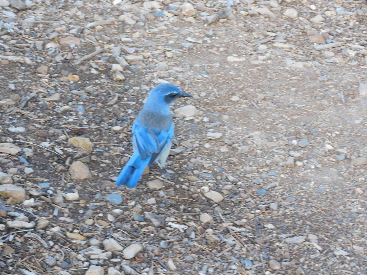 Woodhouse's Scrub-Jay - ML350847541