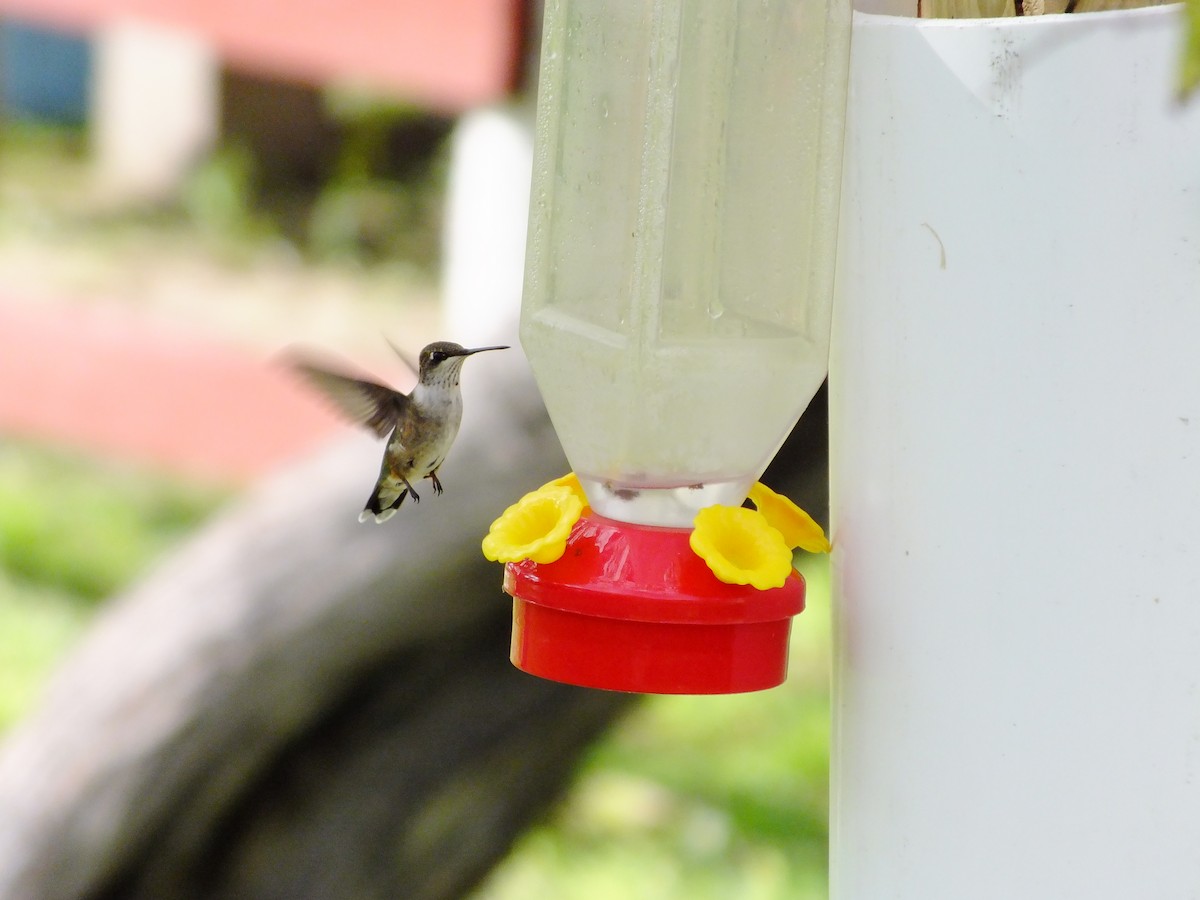 Ruby-throated Hummingbird - ML350849821