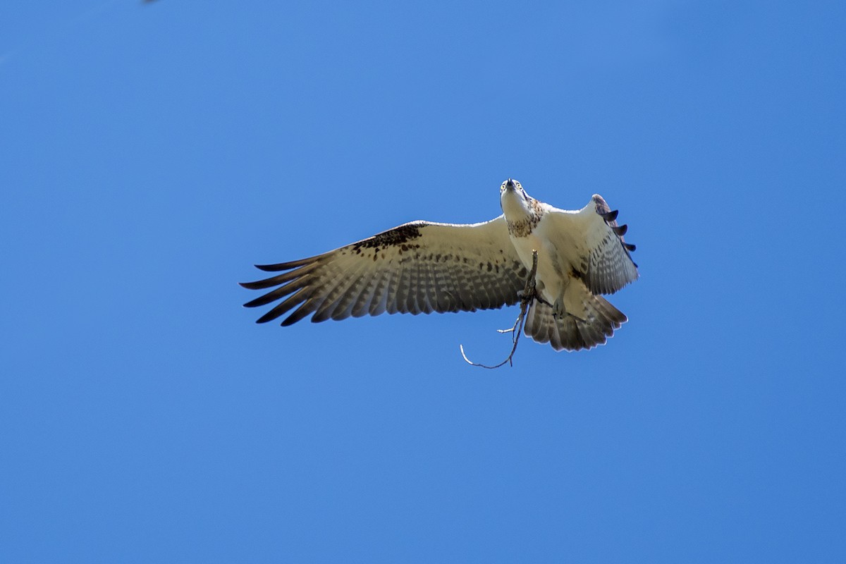 Águila Pescadora (Australia) - ML350850701