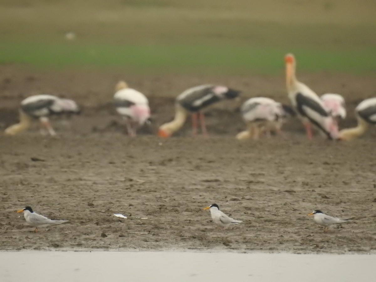 Little Tern - ML350850921